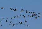 5fdae12e76052_Bird_Migration_at_Nepal