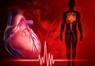Illustration of human heart beat diagram