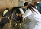 lumpy-skin-disease-treatment