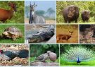 wildlife_ISukmLgQyJ
